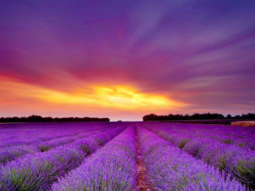 Image of the sun setting on a lavander field.